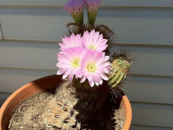 q re potting cacti