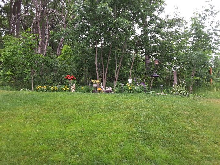 q have a forest in our back yard