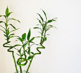 lucky bamboo spider mites how to prevent treat this common plant
