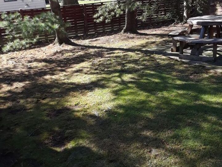 q i cant get grass to grow in my backyard