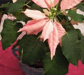 poinsettas are pretty plants year round tips for care
