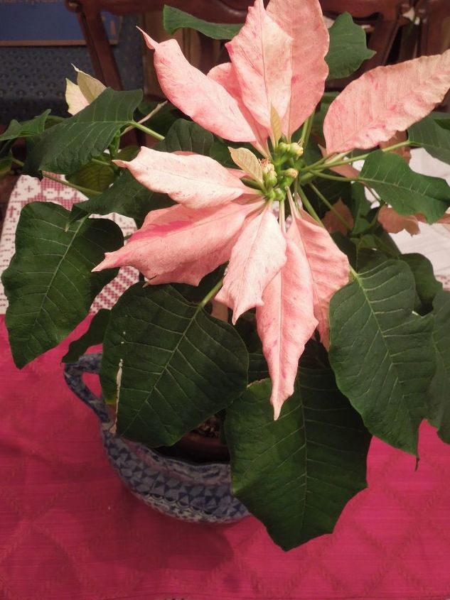 poinsettas are pretty plants year round tips for care