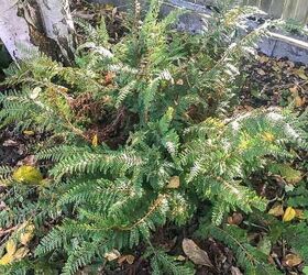 Get More Ferns for Free!