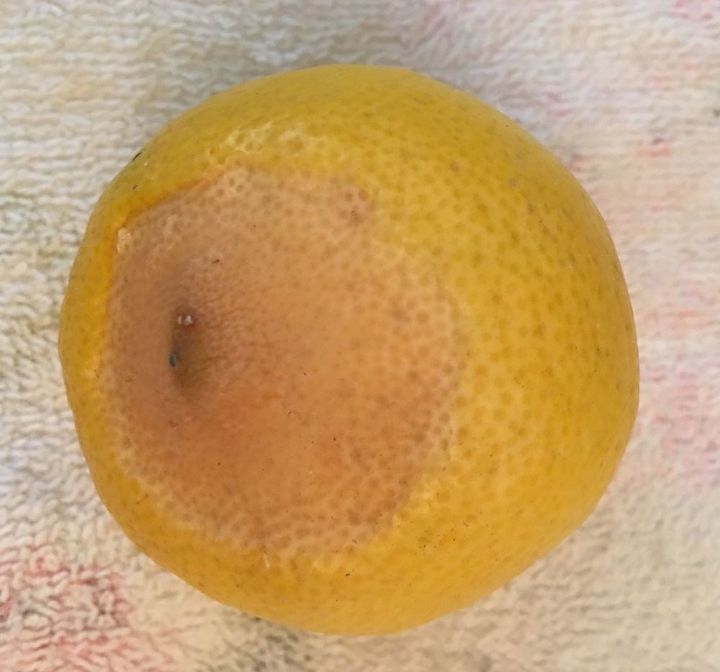 q what causes lemons to have the bad spot