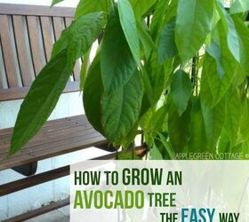 how to grow an avocado tree the lazy way