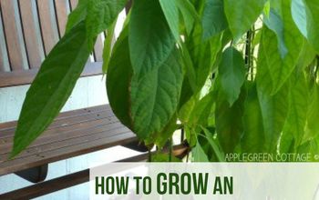 How To Grow An Avocado Tree - The Lazy Way!