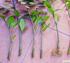 propagating a zz plant rooting stem cuttings in water