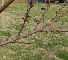 early spring stone fruit tree pruning