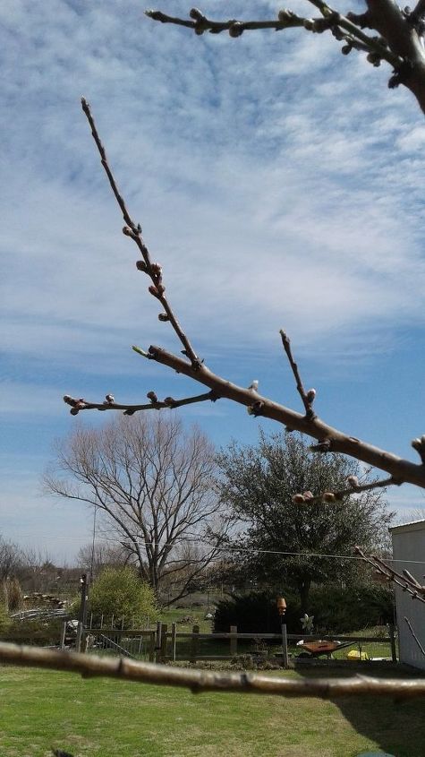 early spring stone fruit tree pruning