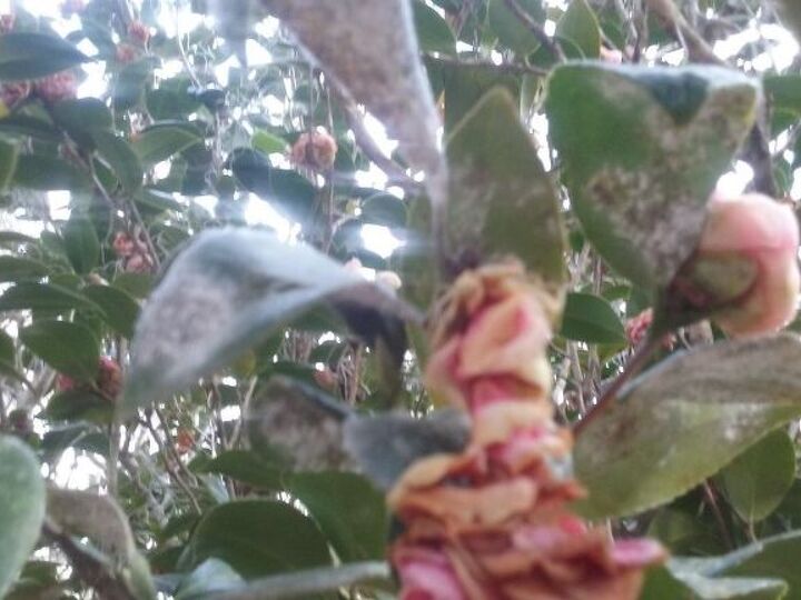 q please give suggestions to save my camellias