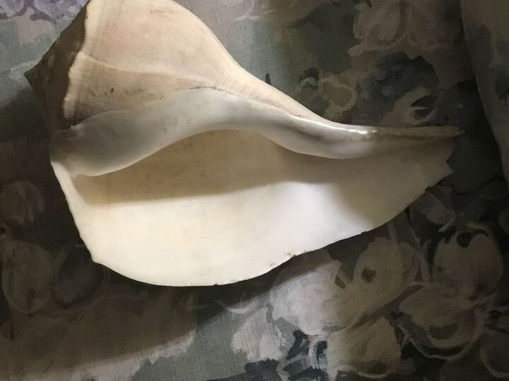 q huge conk shell can it stay outside in