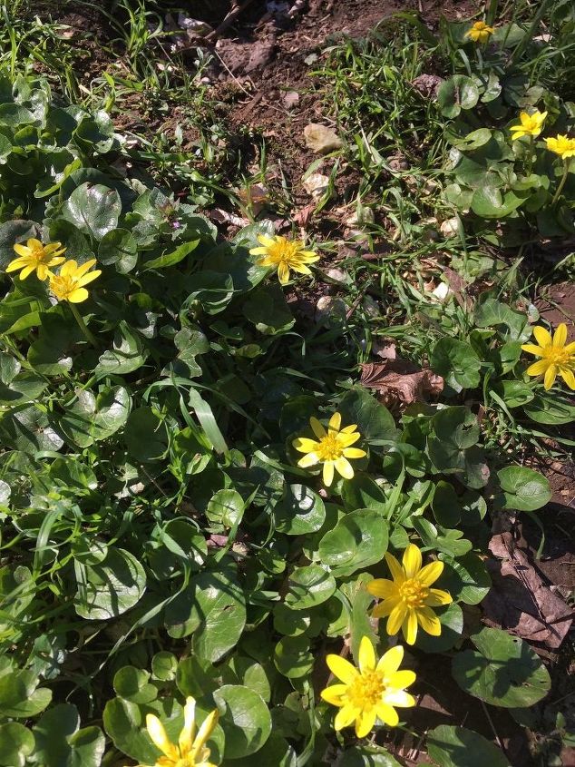 i have a perennial weed with yellow flowers and waxy stems they pop ip