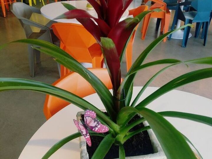 q what is the proper care for this plant