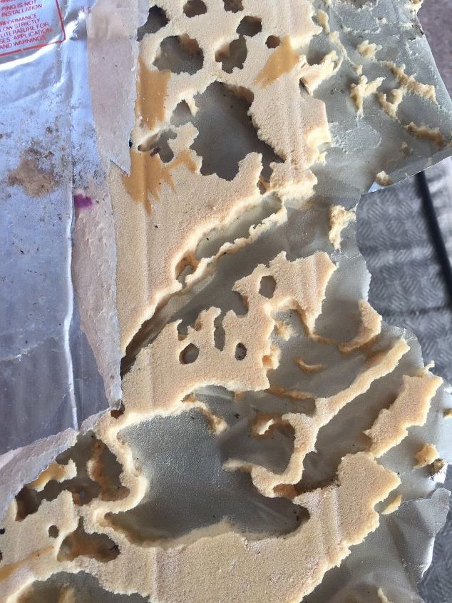 what type of bugs eats foam insulation