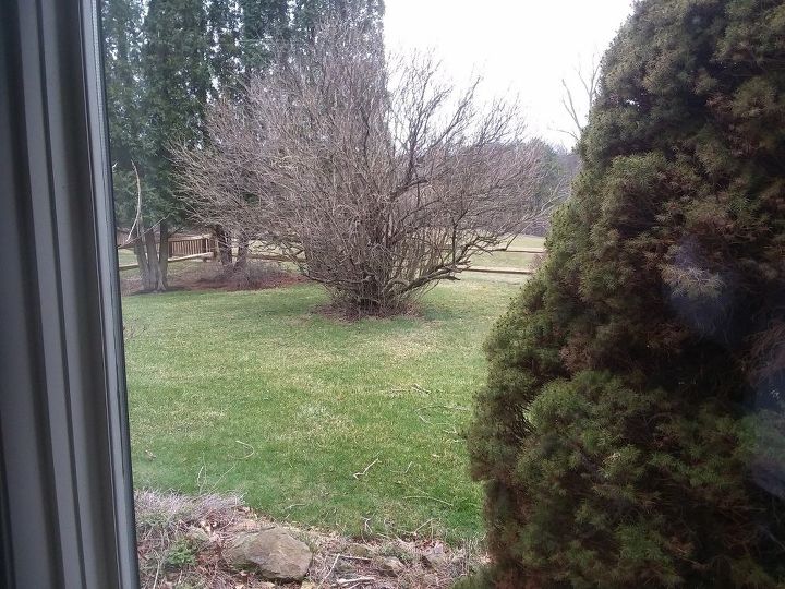 q what is the best time to trim out s lilac tre3