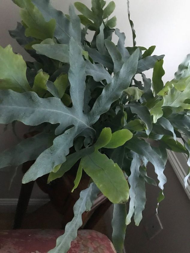 q hoping someone knows the name of the plant pictured below thank you