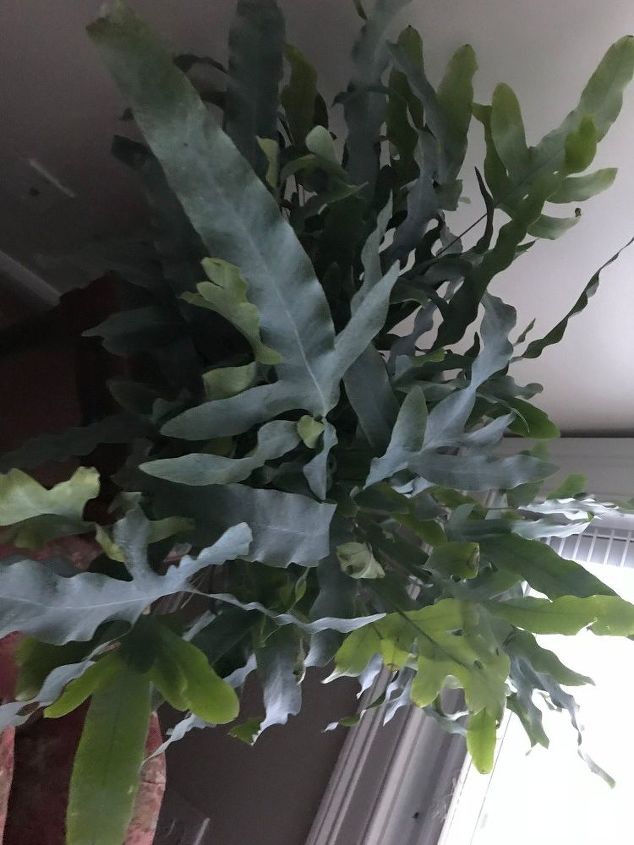 q hoping someone knows the name of the plant pictured below thank you