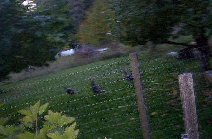 q how to keep wild turkeys out of the garden