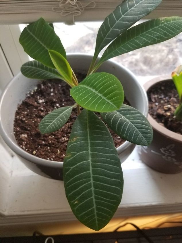 q what kind of plant is this