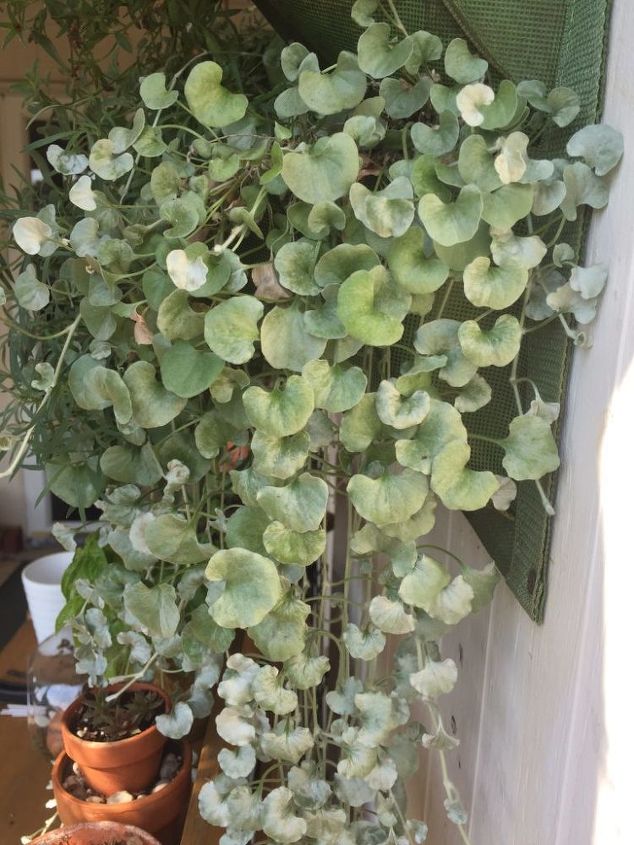 silver falls dichondra how to preserve it for next year