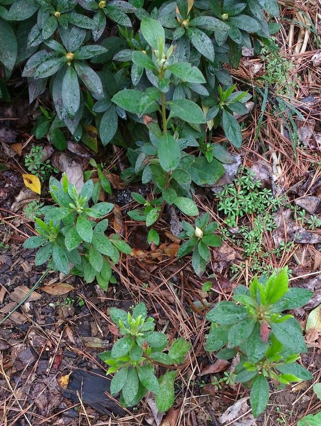 q i have two hellebores plants in my front yard and i don t know if they