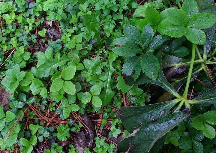 q i have two hellebores plants in my front yard and i don t know if they