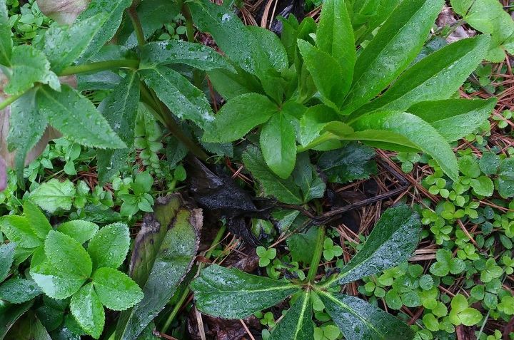 q i have two hellebores plants in my front yard and i don t know if they