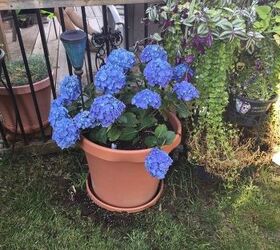 q are hydrangeas perennials can they be grown in a container