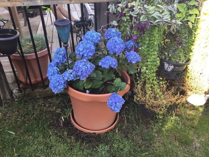 q are hydrangeas perennials can they be grown in a container