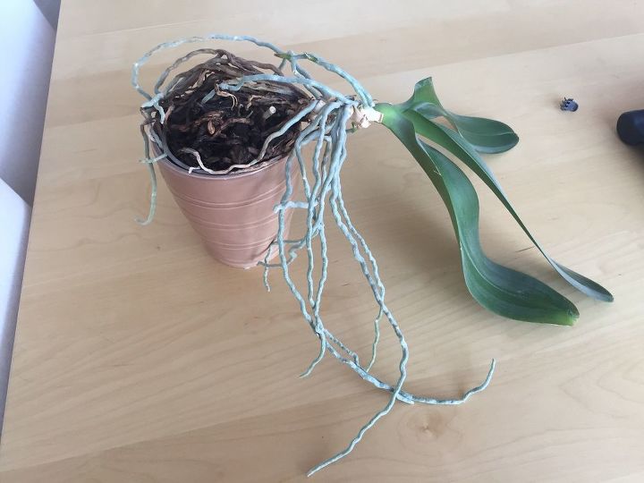 q how can i transfer my orchid