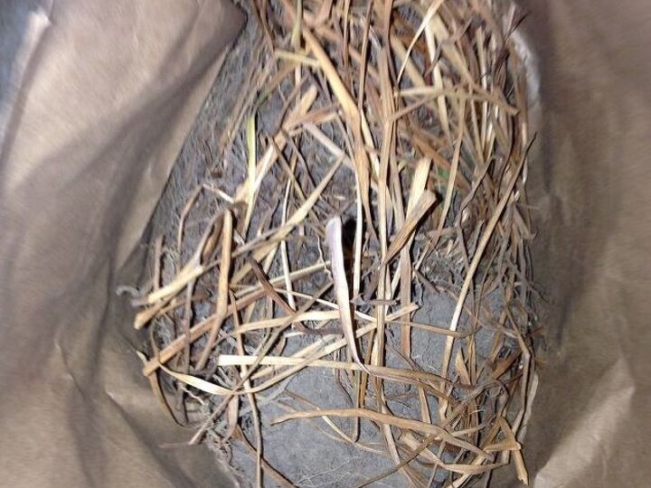 q what do i do with a bag of irises