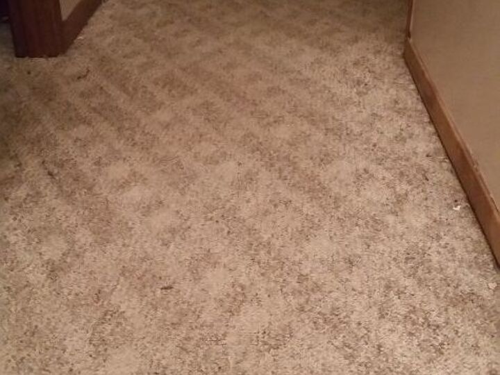 q we have carpet dogs cheapest best flooring to replace carpet