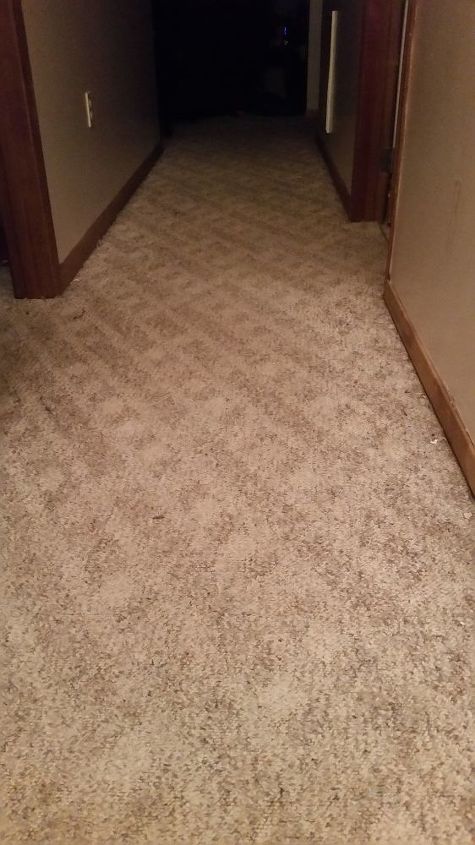 q we have carpet dogs cheapest best flooring to replace carpet