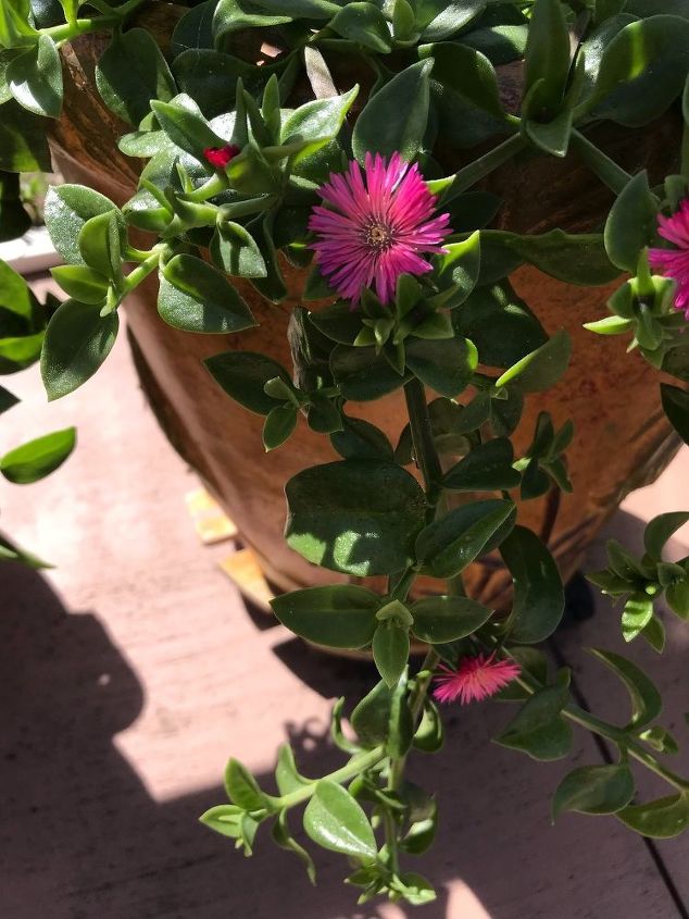 alguien sabe qu es esta planta tiene hojas de tipo suculento