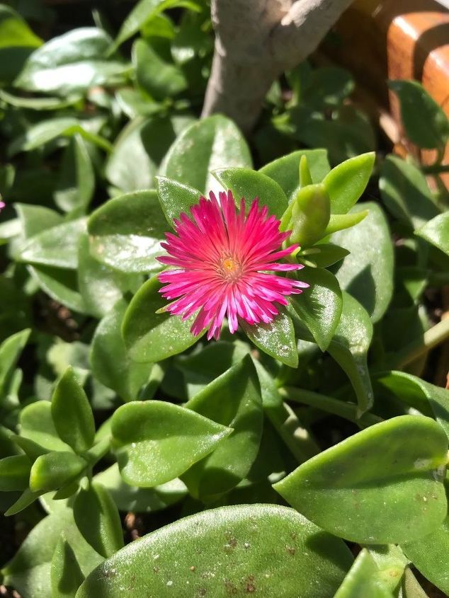 alguien sabe qu es esta planta tiene hojas de tipo suculento