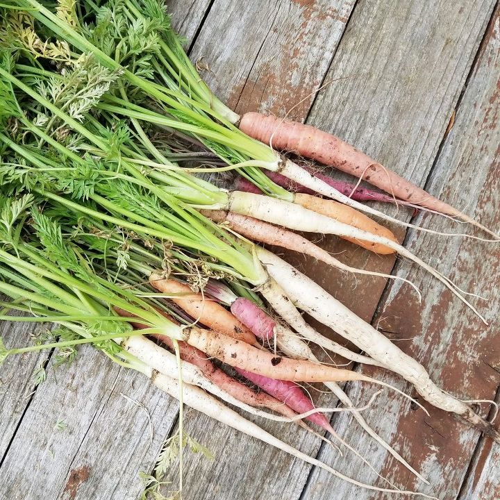 growing rainbow carrots from seed to harvest in raised planters