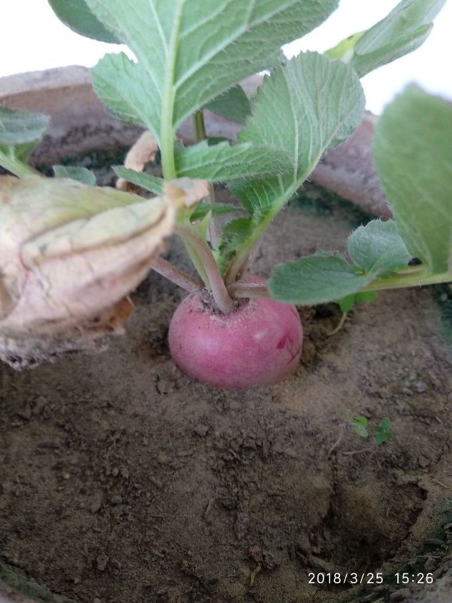 how many radish can be harvested from 1 seed