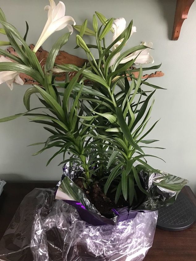 When and how deep should Easter lilies be planted outdoors When and how deep should Easter lilies be planted outdoors