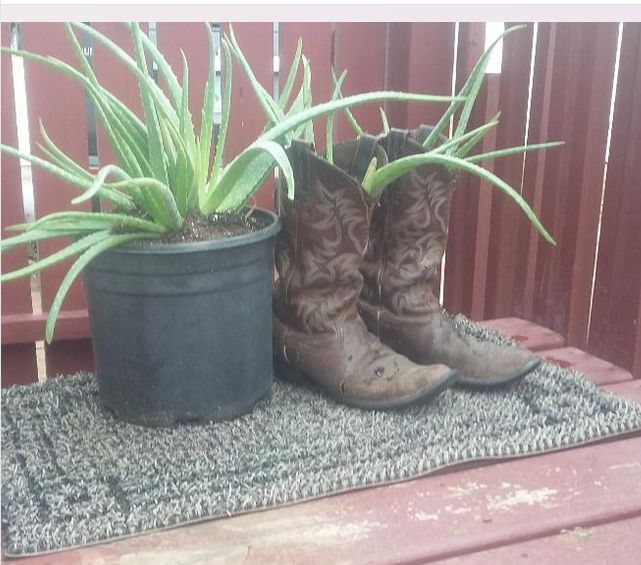 boots and aloe