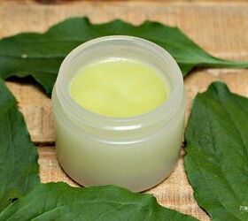 this weed heals insect bites burns and rashes plantain salve diy