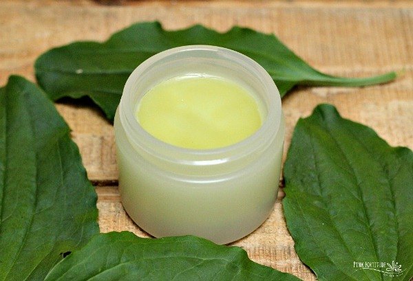 this weed heals insect bites burns and rashes plantain salve diy