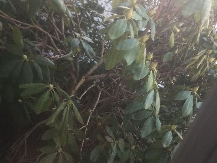 q my rhododendron split in the middle at the bottom from heavy snow help