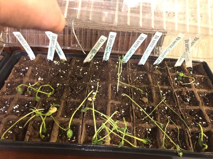 q okay first time trying seedlings at home i m killing them