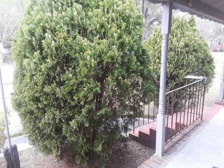 q how can these overgrown evergreens be prunned back without killing the