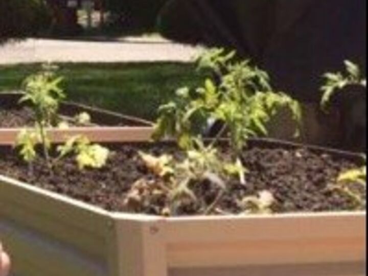 q what did we do wrong using a raised bed kit for our tomatoes