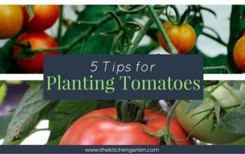  Dicas para plantar tomates