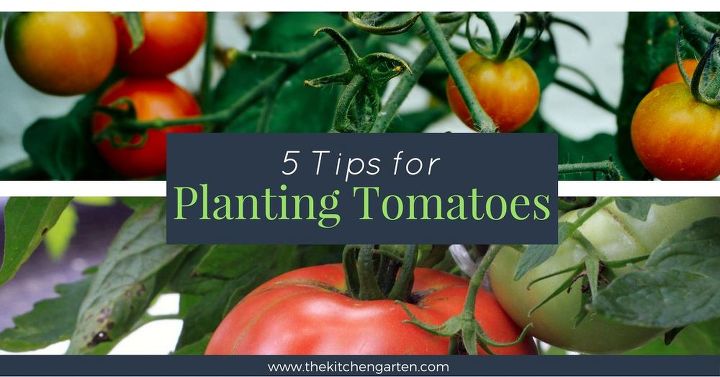 consejos para plantar tomates