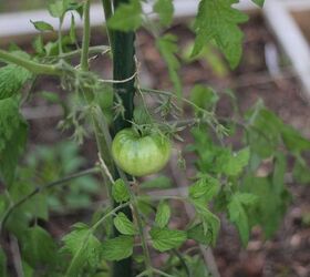 tips for planting tomatoes