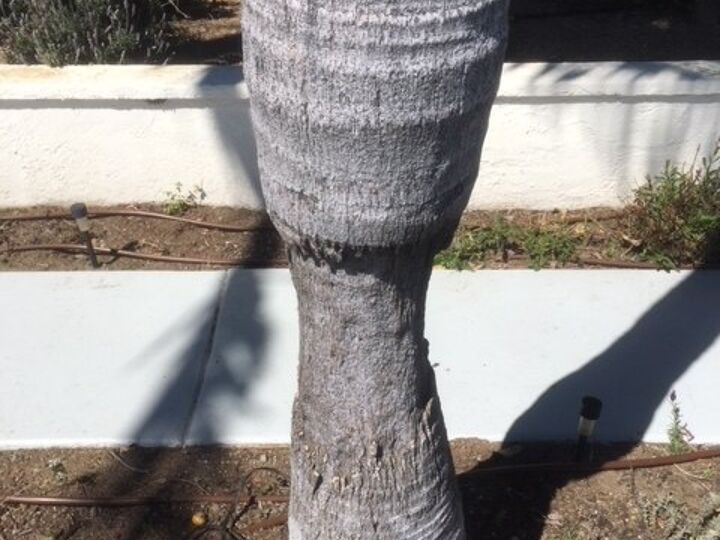 q palm trees losing bark