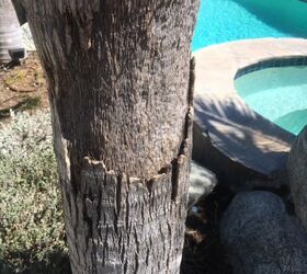 palm trees losing bark